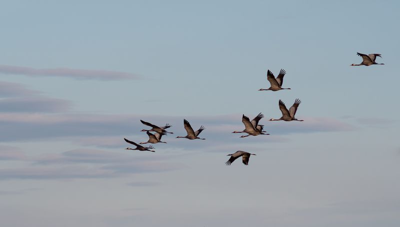 Журавли Летят журавли фото превью