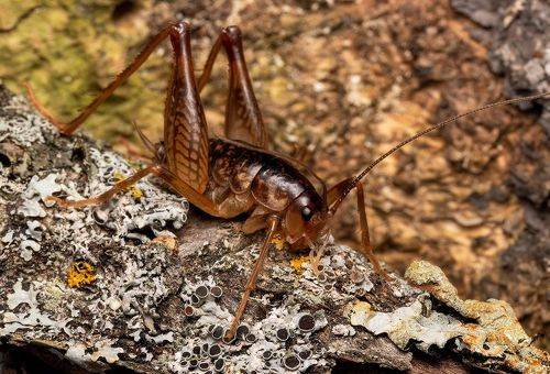 camel-cricket (cave cricket)