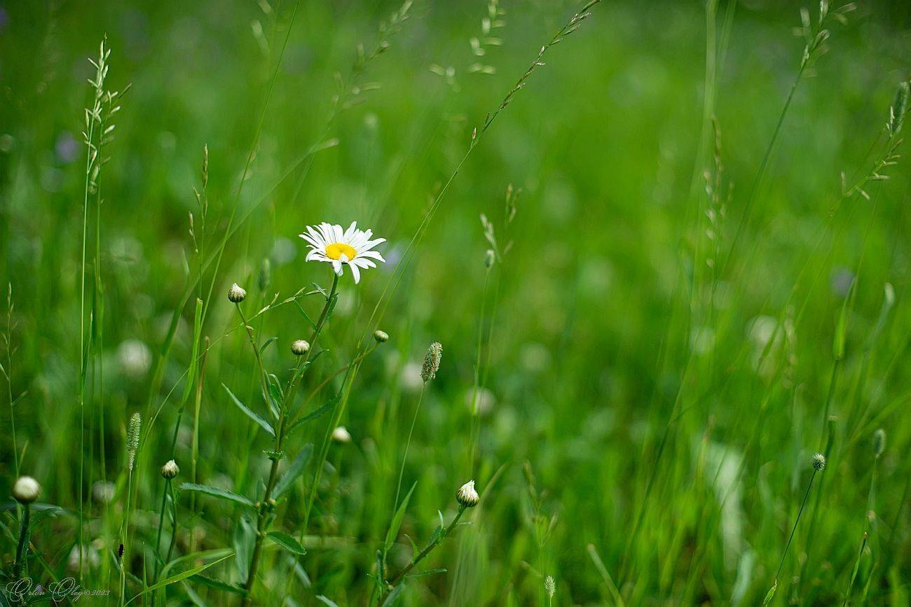 , Орлов Олег