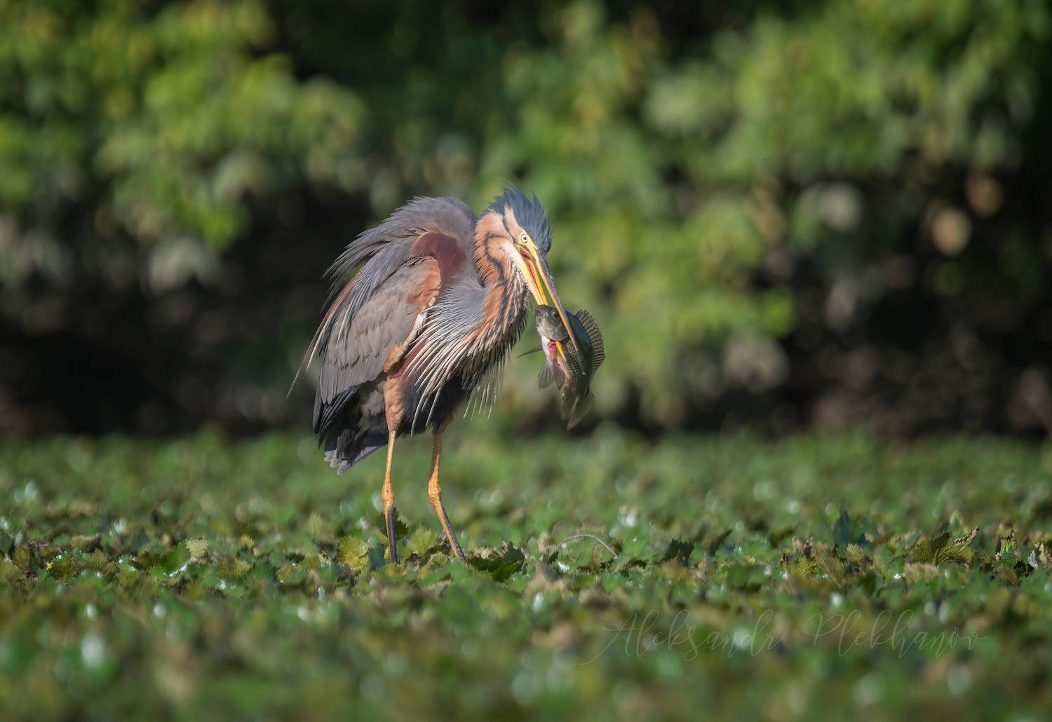 , на ковре чилима рыжая цапля с добычей ,, Плеханов Александр