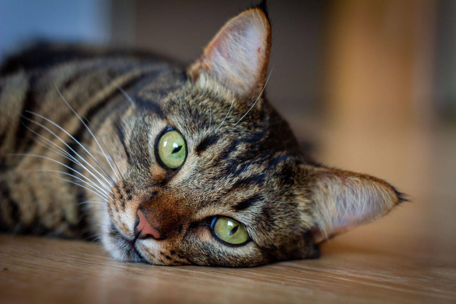 , Сергей Фаренюк