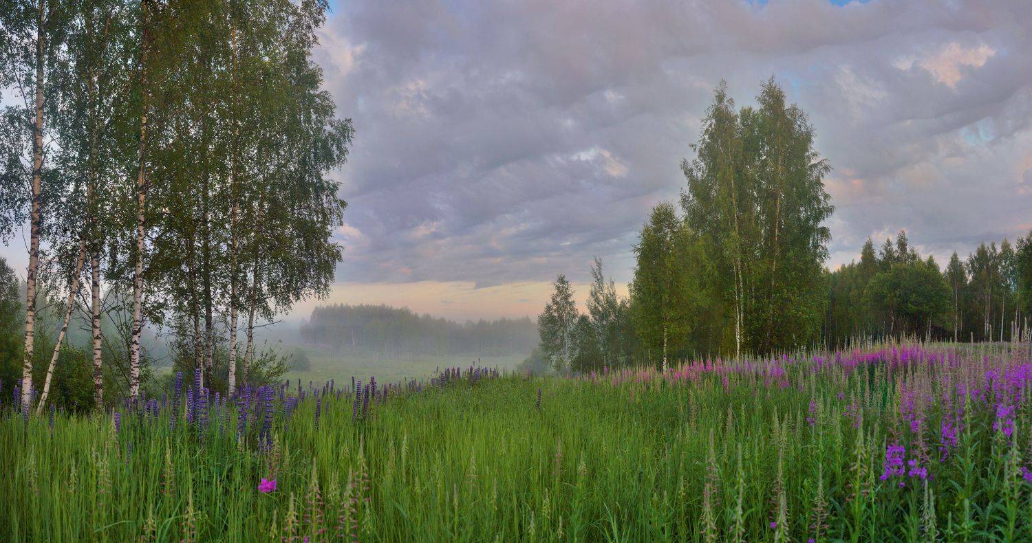 утро, лето, лес, поле, Александр Свистков