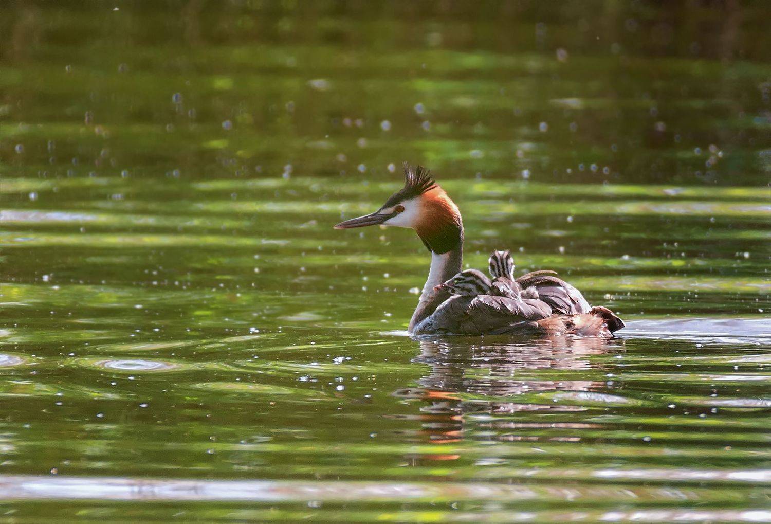 чомга, птенцы, озеро,, Марина Мочалова