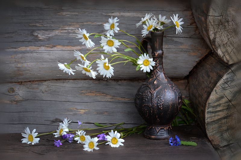 Ромашковый хоровод фото превью