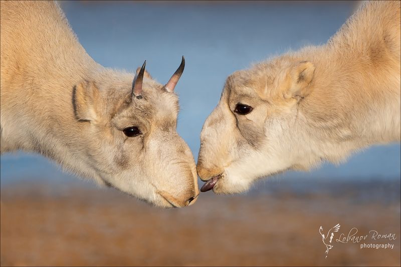 Сайгачья любовь фото превью