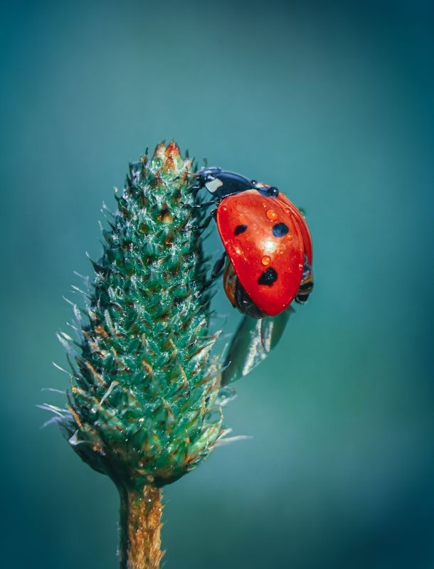 божья коровка, макро, природа, насекомое, макро мир, макро природа  фото превью