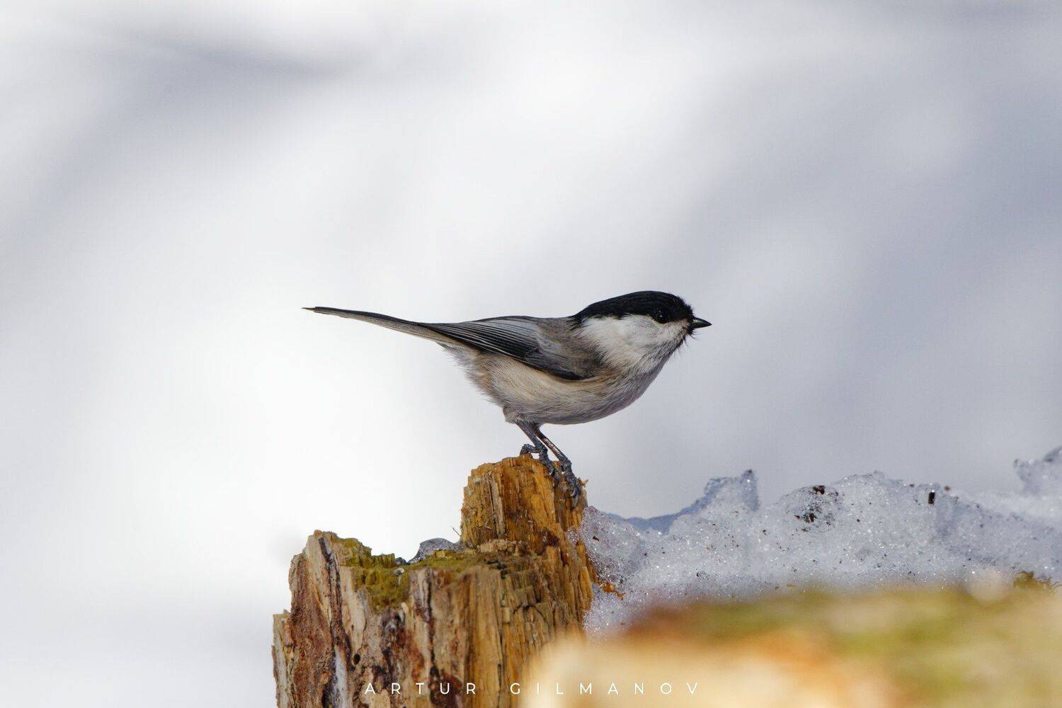 , Гильманов Артур