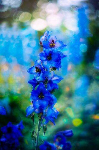 Delphinium