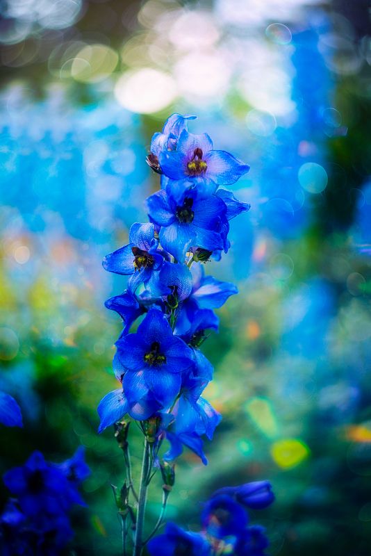 macro, макро, flowers, цветы, summer, лето Delphinium фото превью