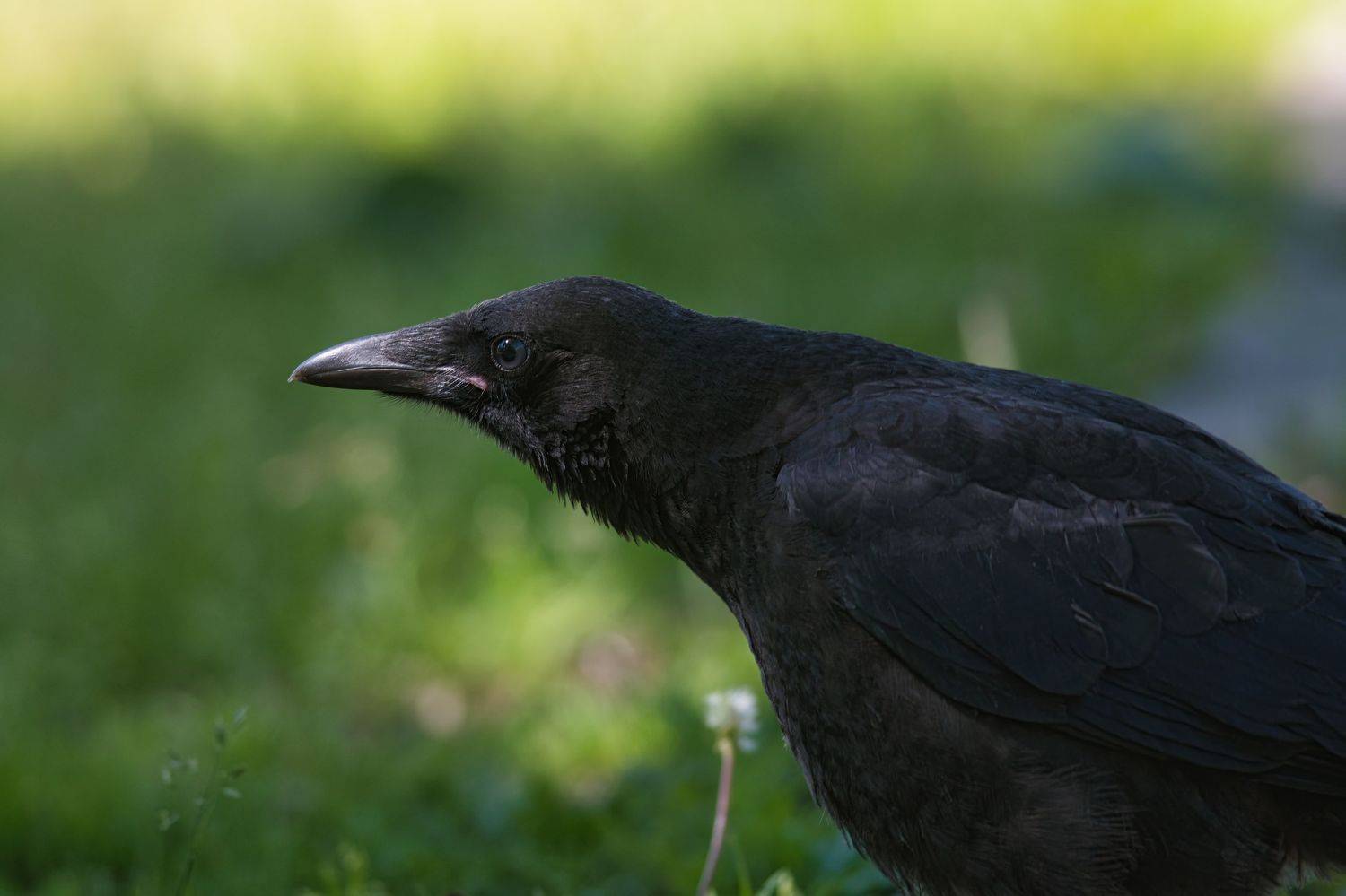 , Большаков Алексей