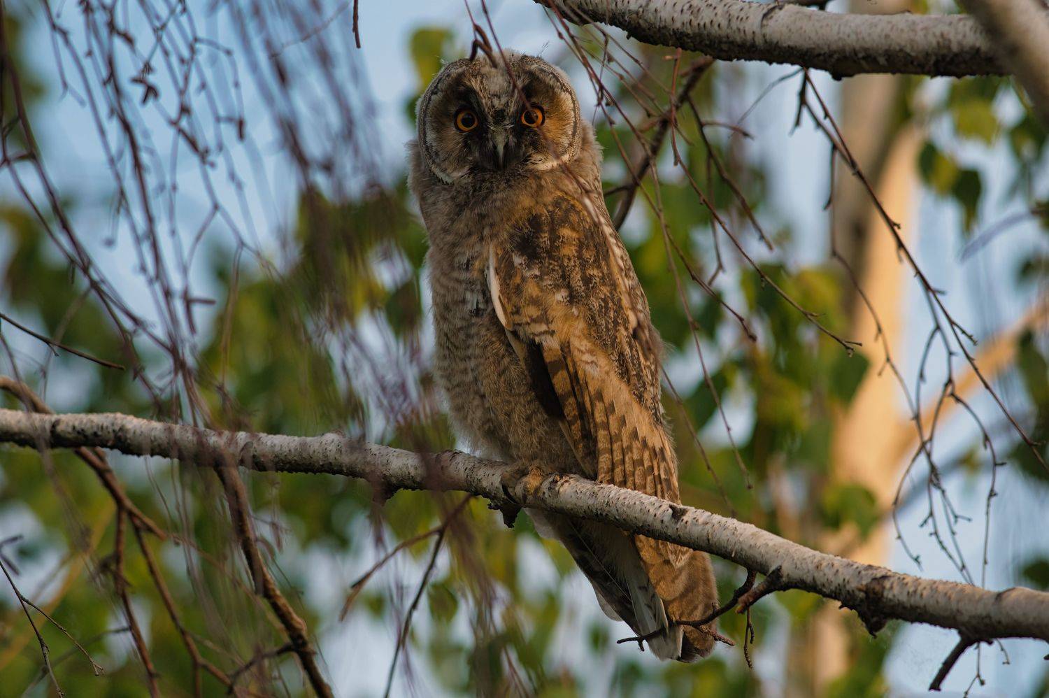 , Большаков Алексей
