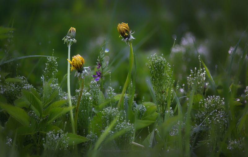 природа, макро, рассвет Утренняя фото превью
