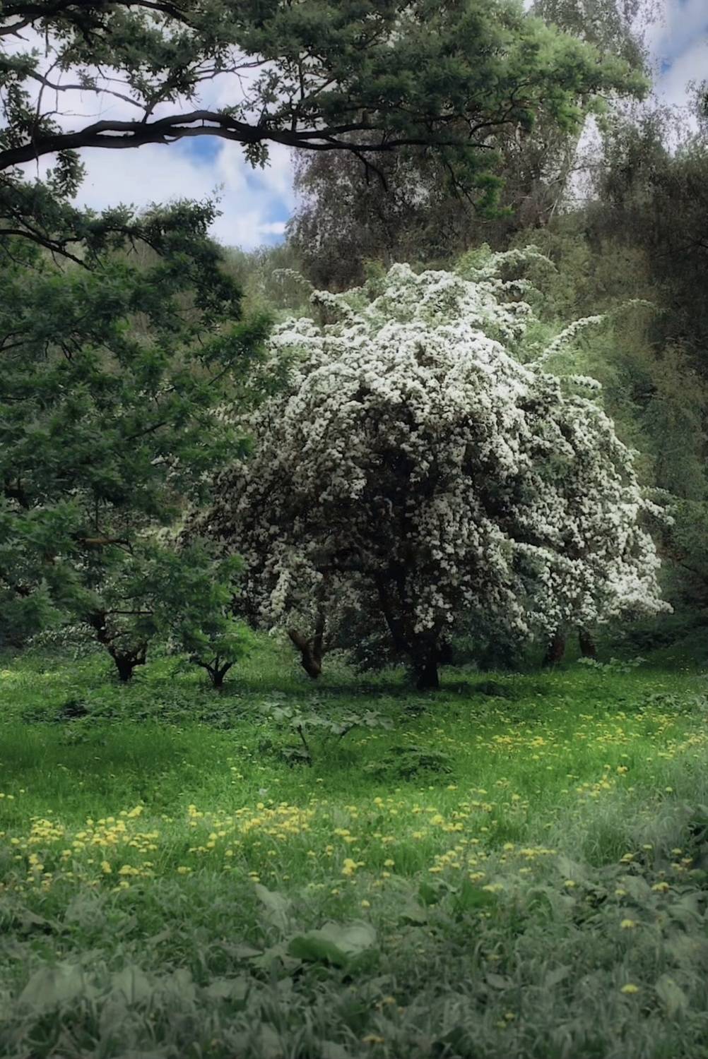 пейзаж, landscape, nature, природа, лето, summer, flowers, цветы, боярышник, Julia Kaissa