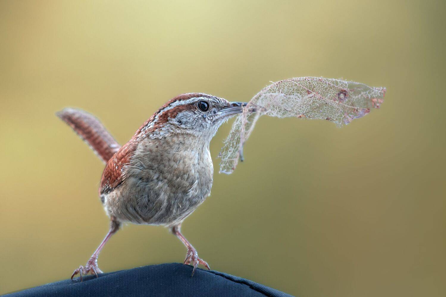 bird, songbird, mockingbird, songbirds, mockingbirds, nature, animals, wild, carolina wren, wren,, Atul Saluja