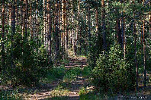 В глубинах Мещёрского леса