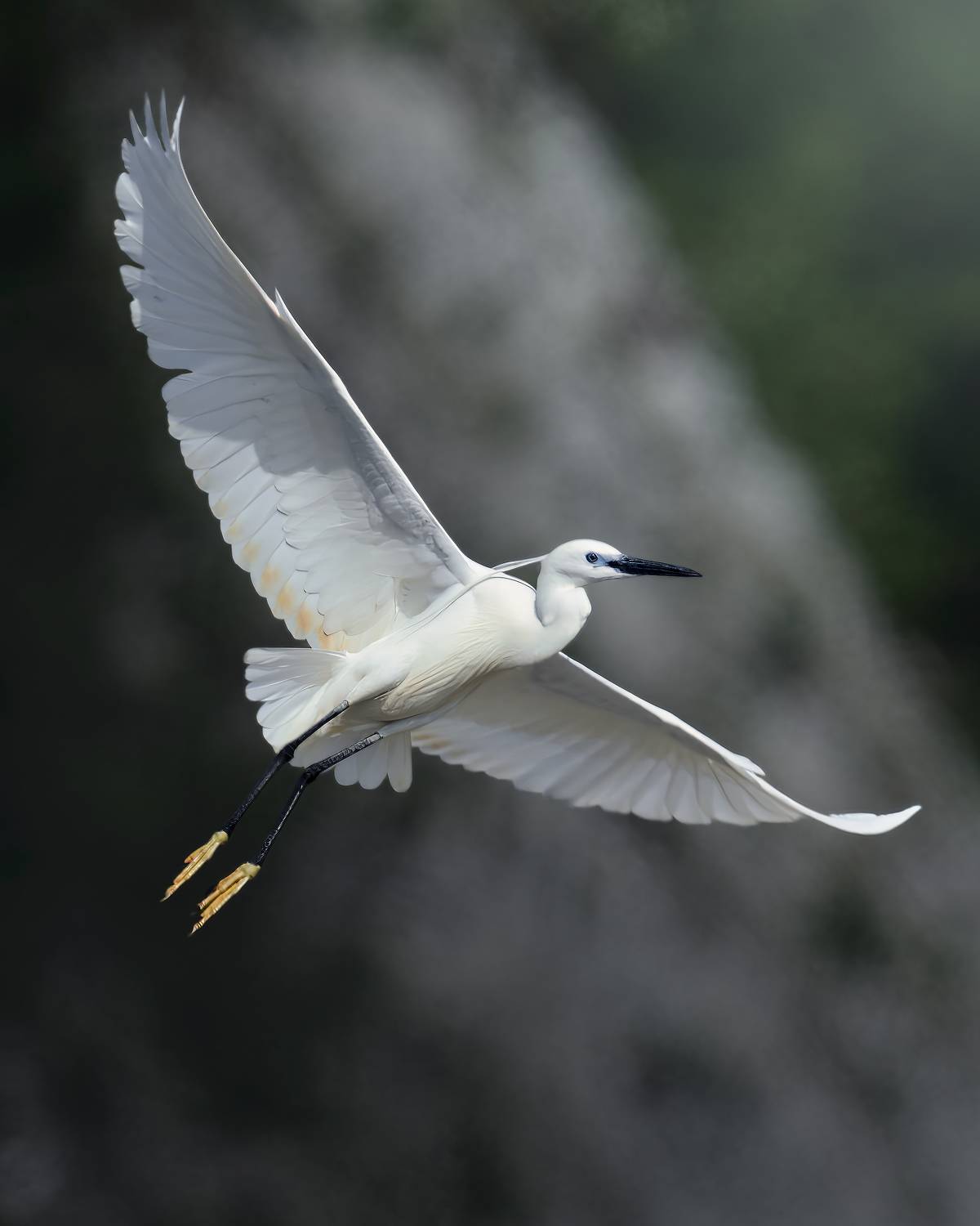 , Поляков Михаил