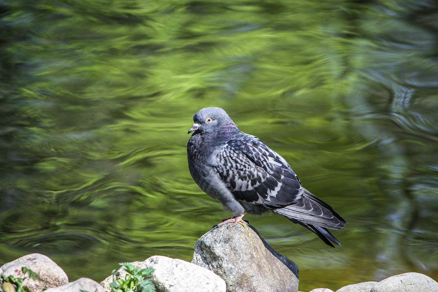 голубь, КарОл