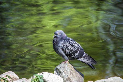 На берегу очень быстрой реки