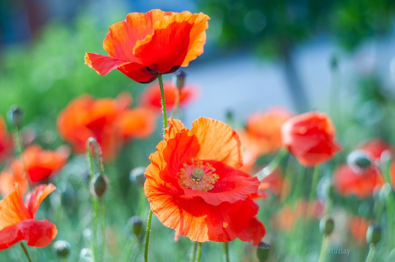 маки Утреннее солнечное фото превью