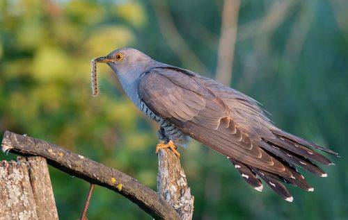 Любимое лакомство