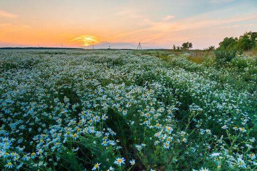 задремавшее поле ромашек