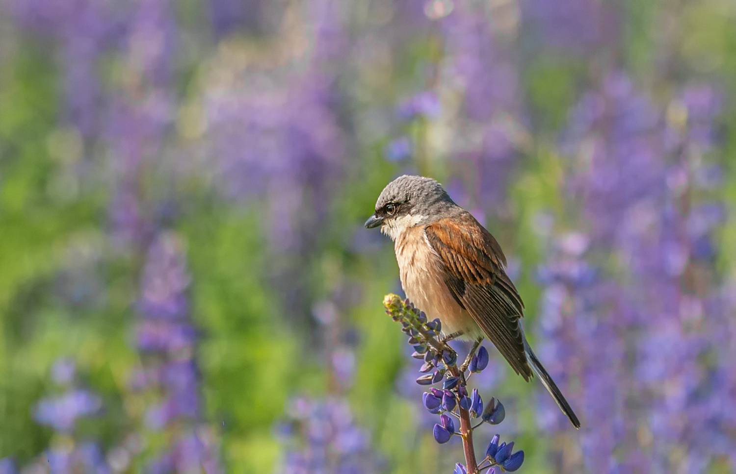 , Анатолий Зверев