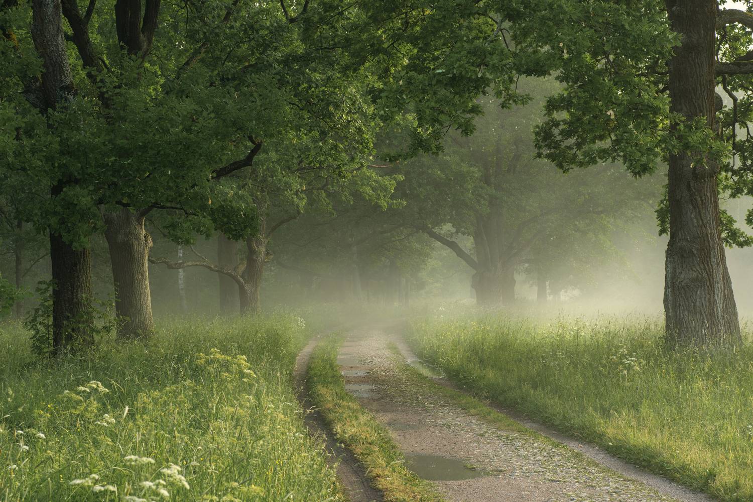 , Максим Вышарь