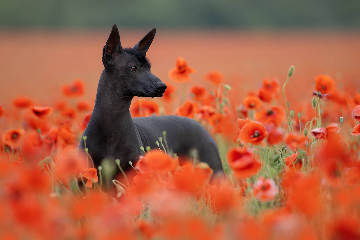 , Светлана Писарева