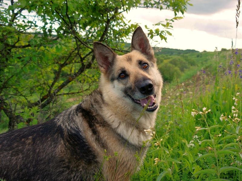 фото превью