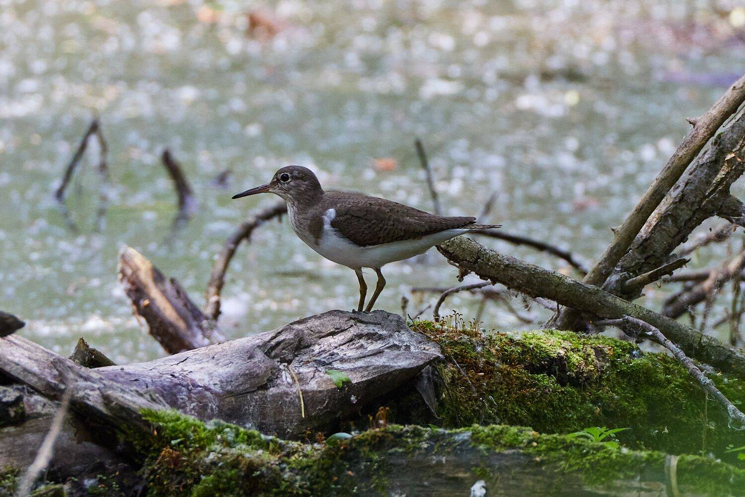 , Гильманов Артур