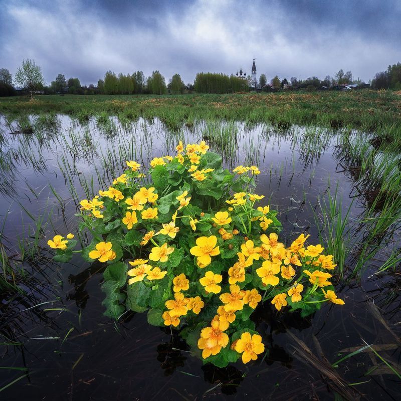 фото превью