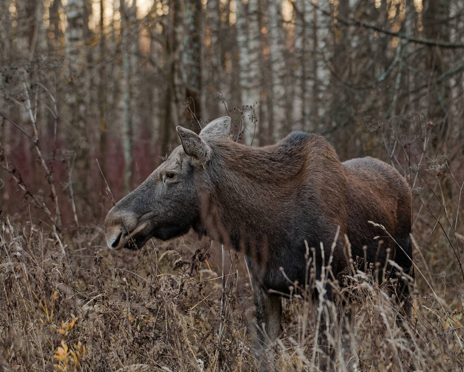 , Никон Александр