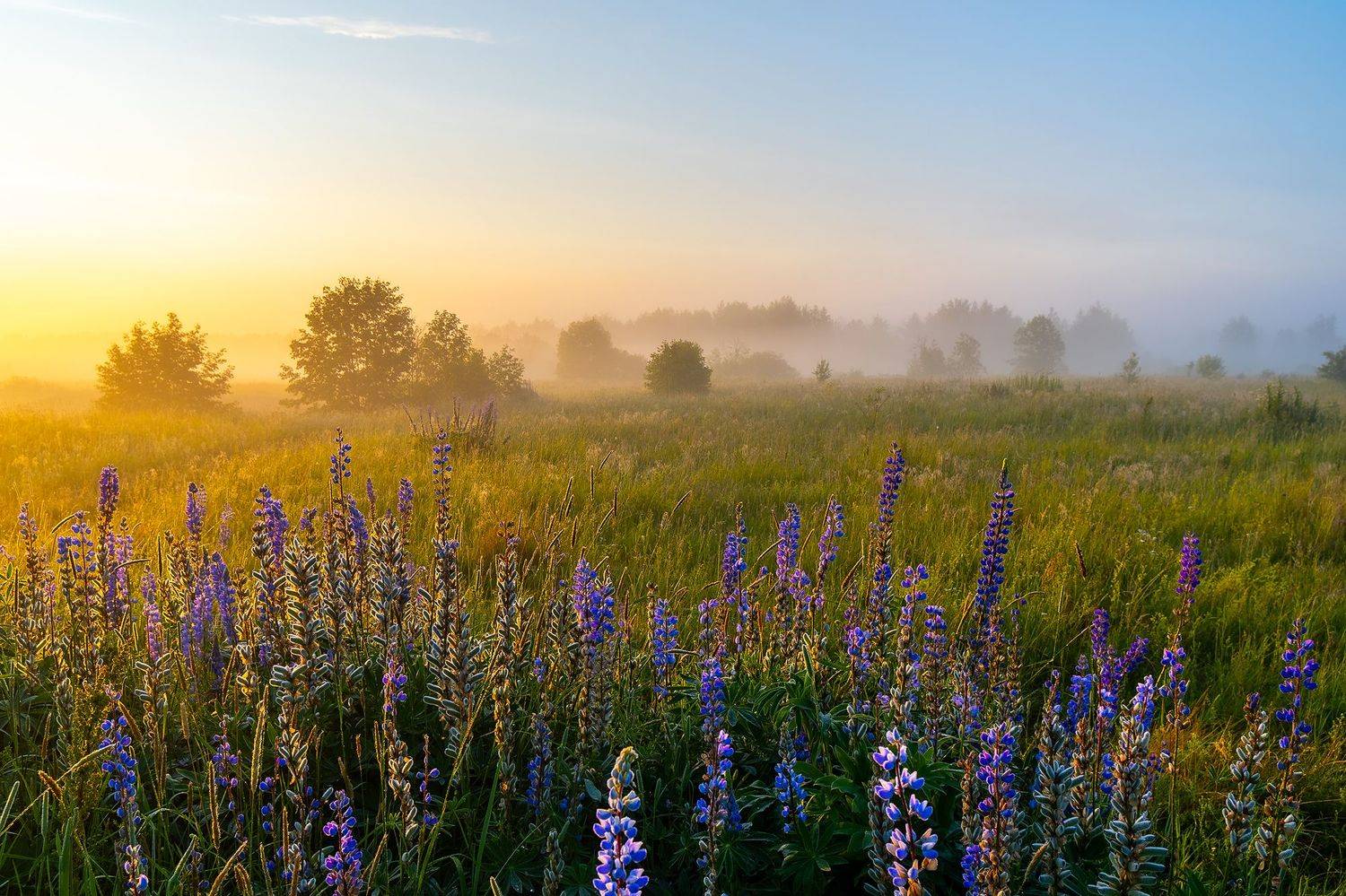 люпины, цветы, рассвет, туман, пейзаж, лето, Михаил Добродий