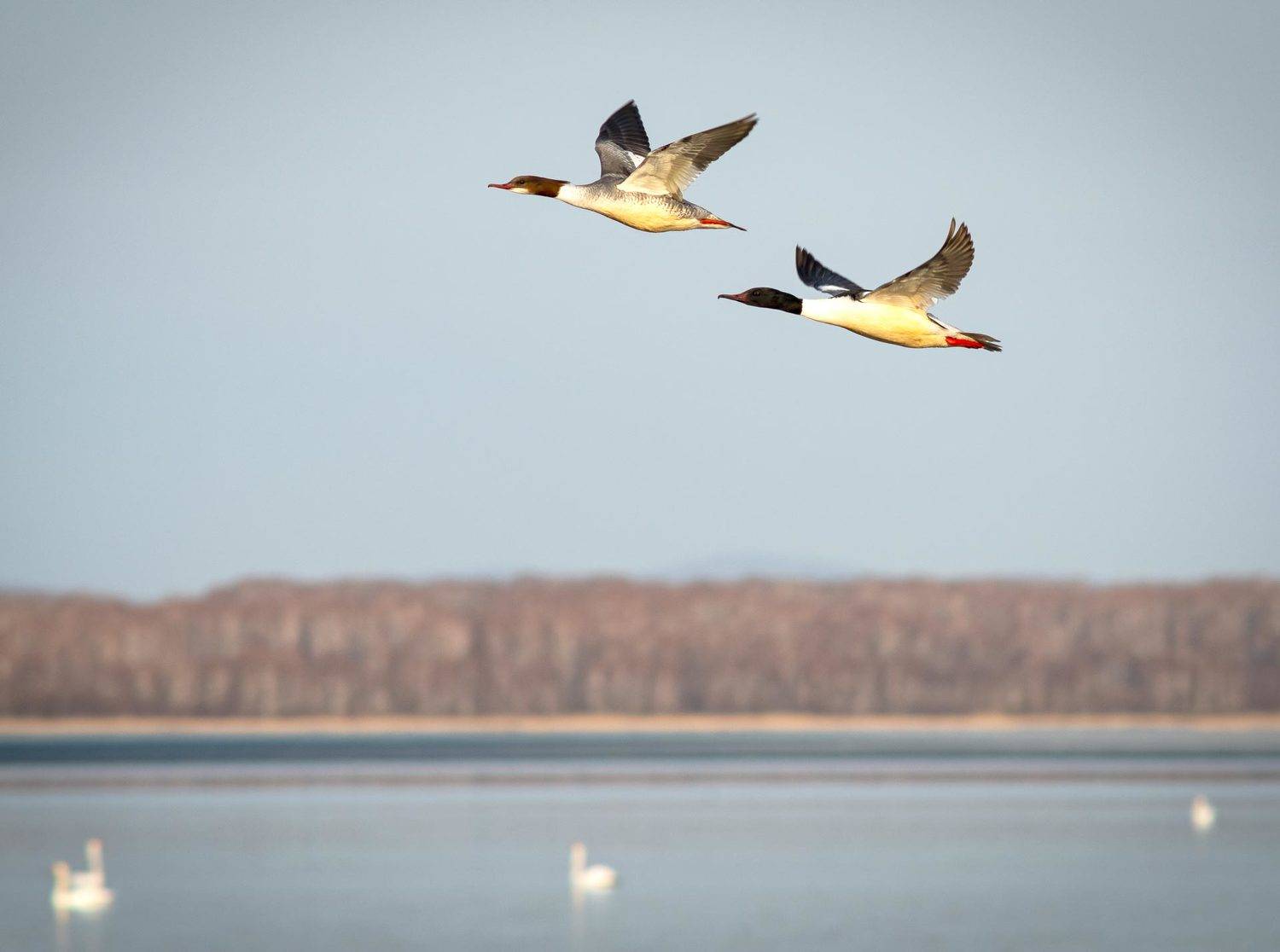 ника, Denis Zakalyapin