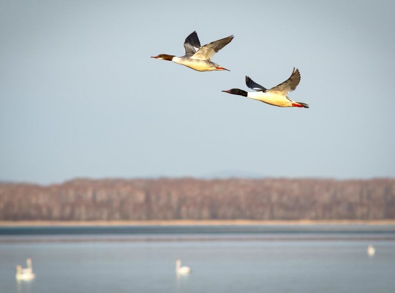 ника Ника фото превью