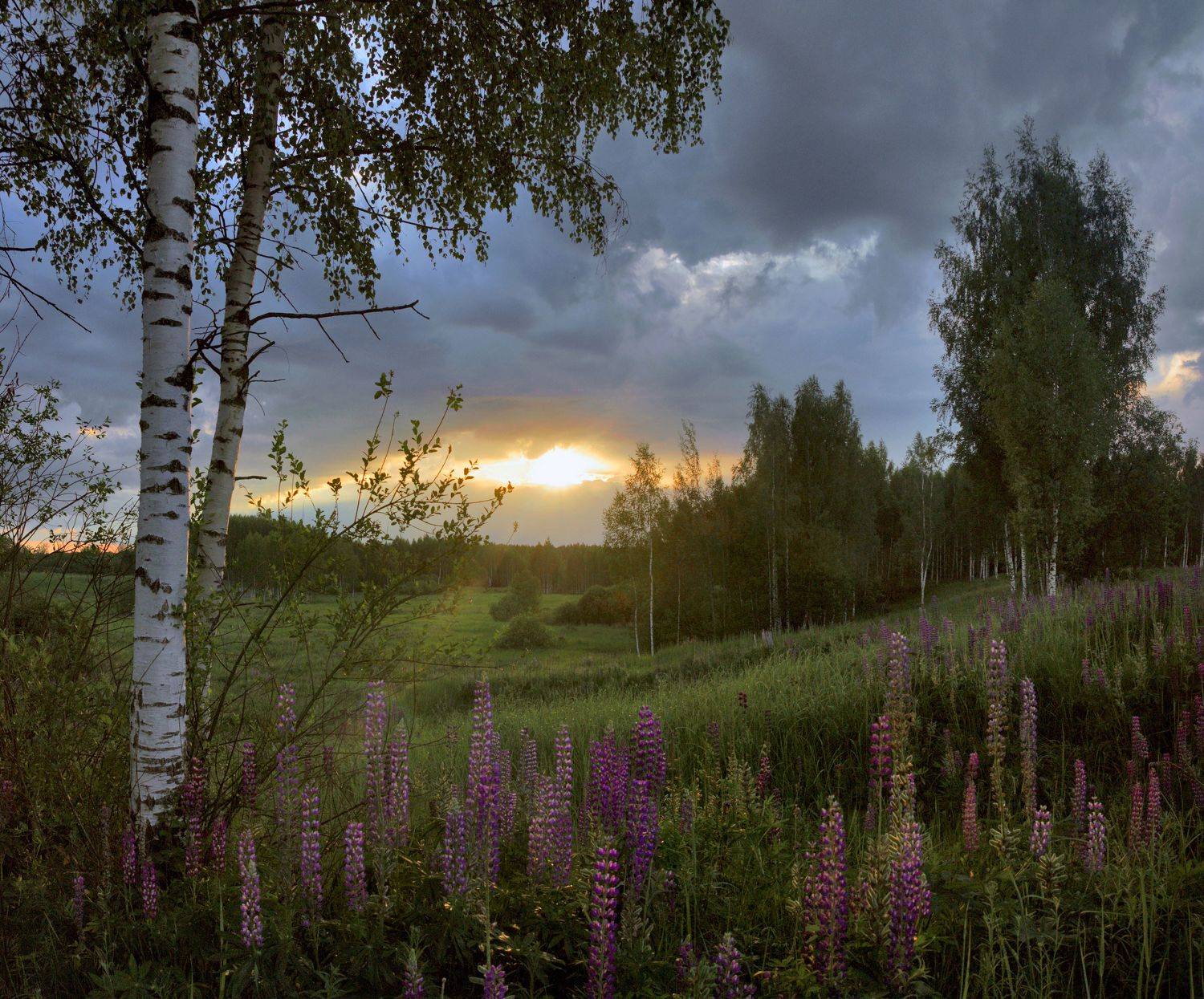 закат, лес, поле, Александр Свистков