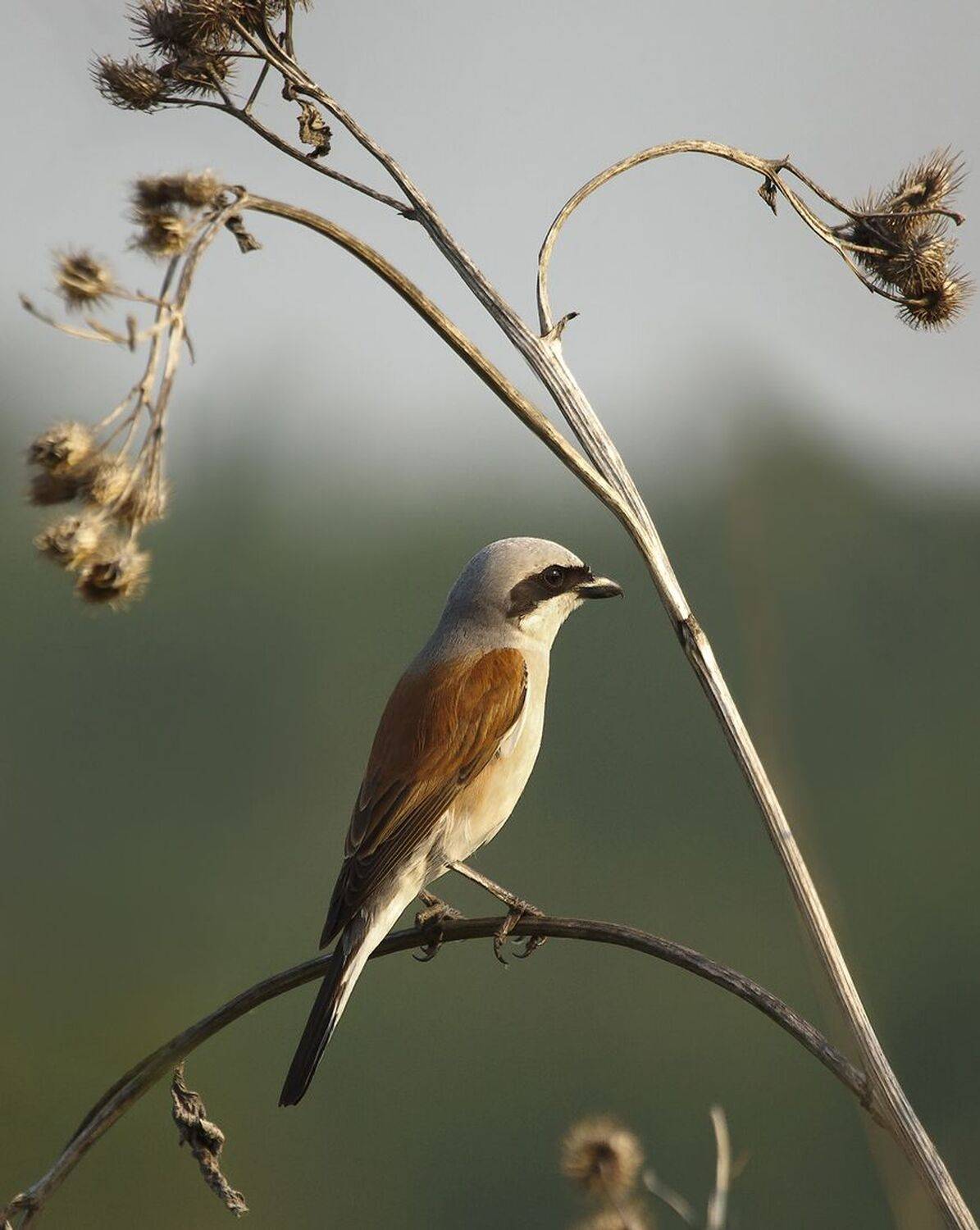 , Хахлов Алексей