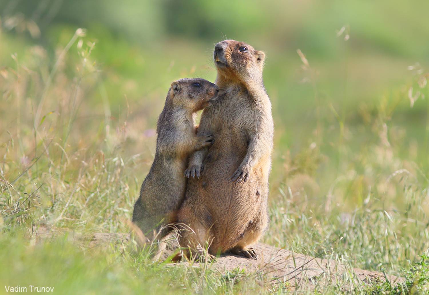 сурок, байбак, marmot, Вадим Трунов