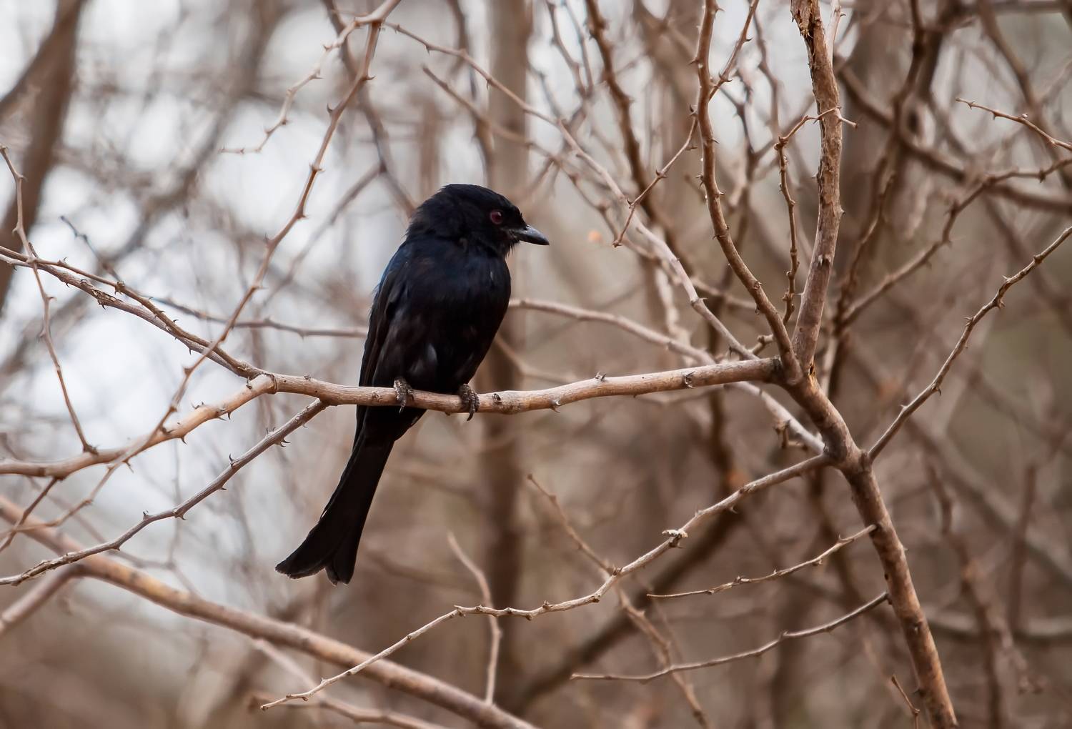 Kenya birds, Lilia Tkachenko