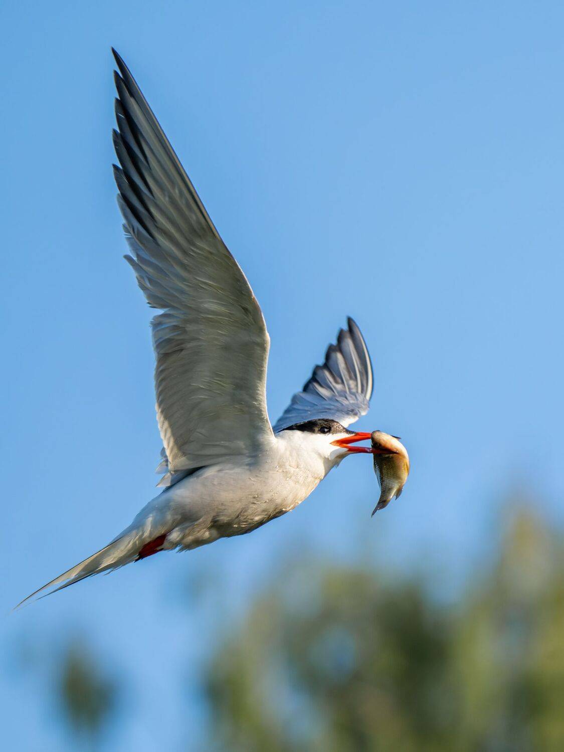 , Дэм Константин