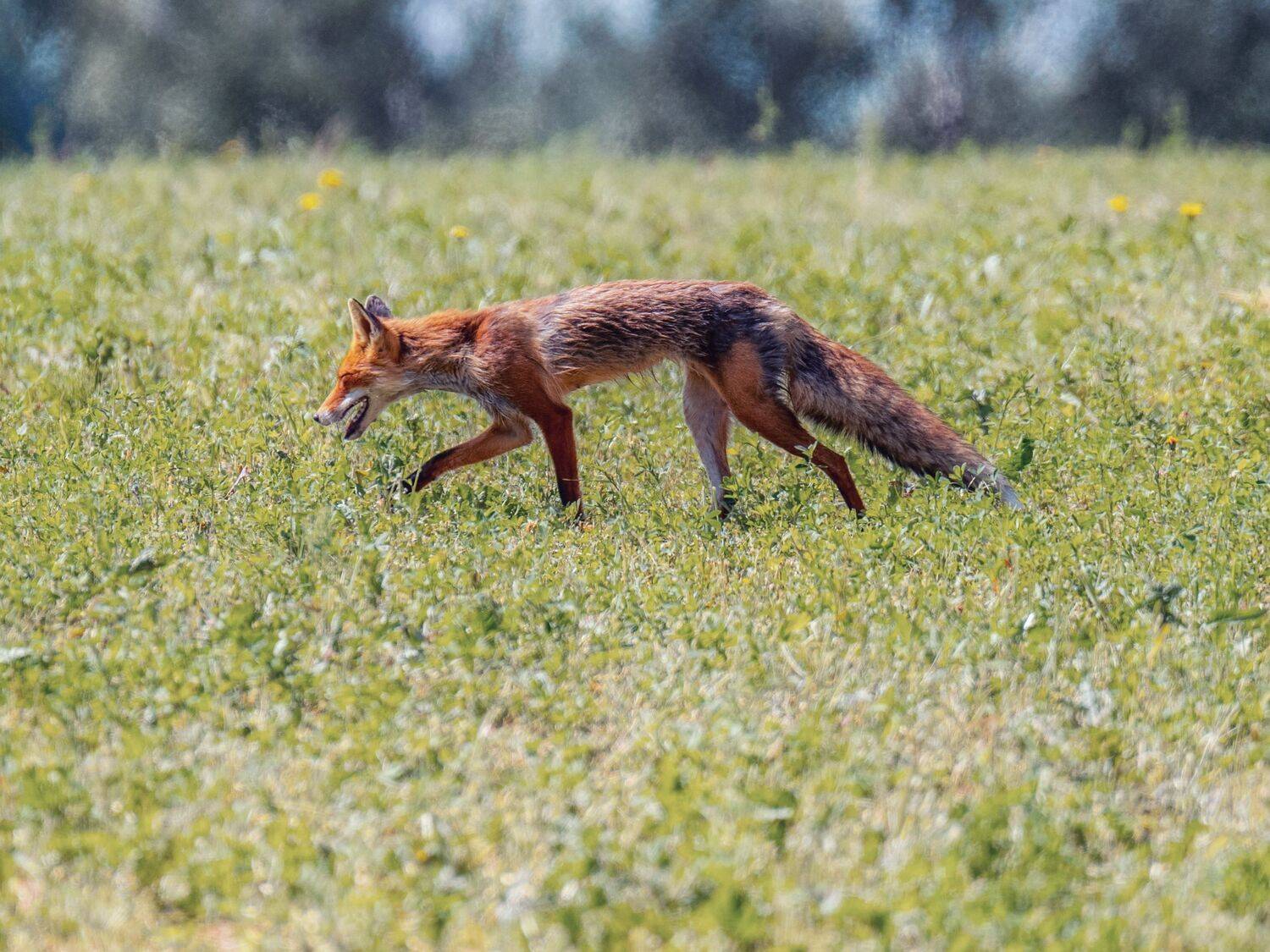 , Дэм Константин