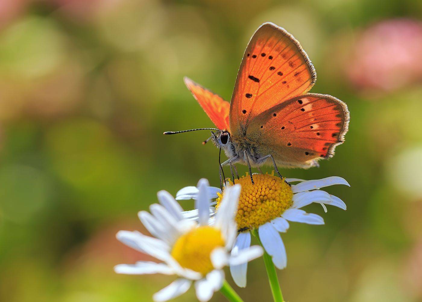 насекомые, бабочка, голубянка, червонец, огненный, цветы, ромашка, лето, Борис Новиков