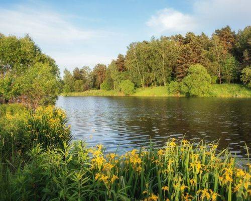 Пейзаж с ирисами