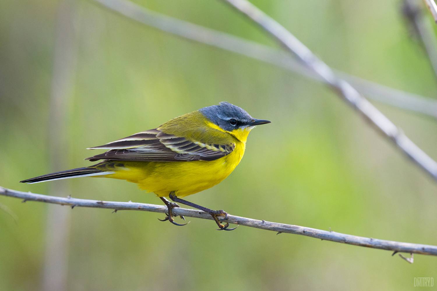 , Дмитрий Доронин