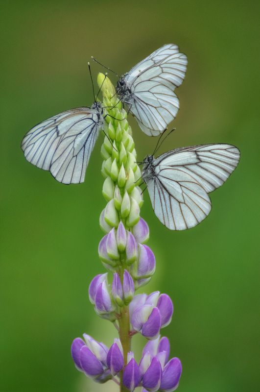 Боярышницы на люпине фото превью