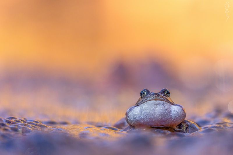 лягушка пухлощёкий фото превью