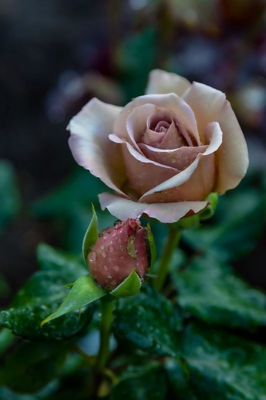 фото превью