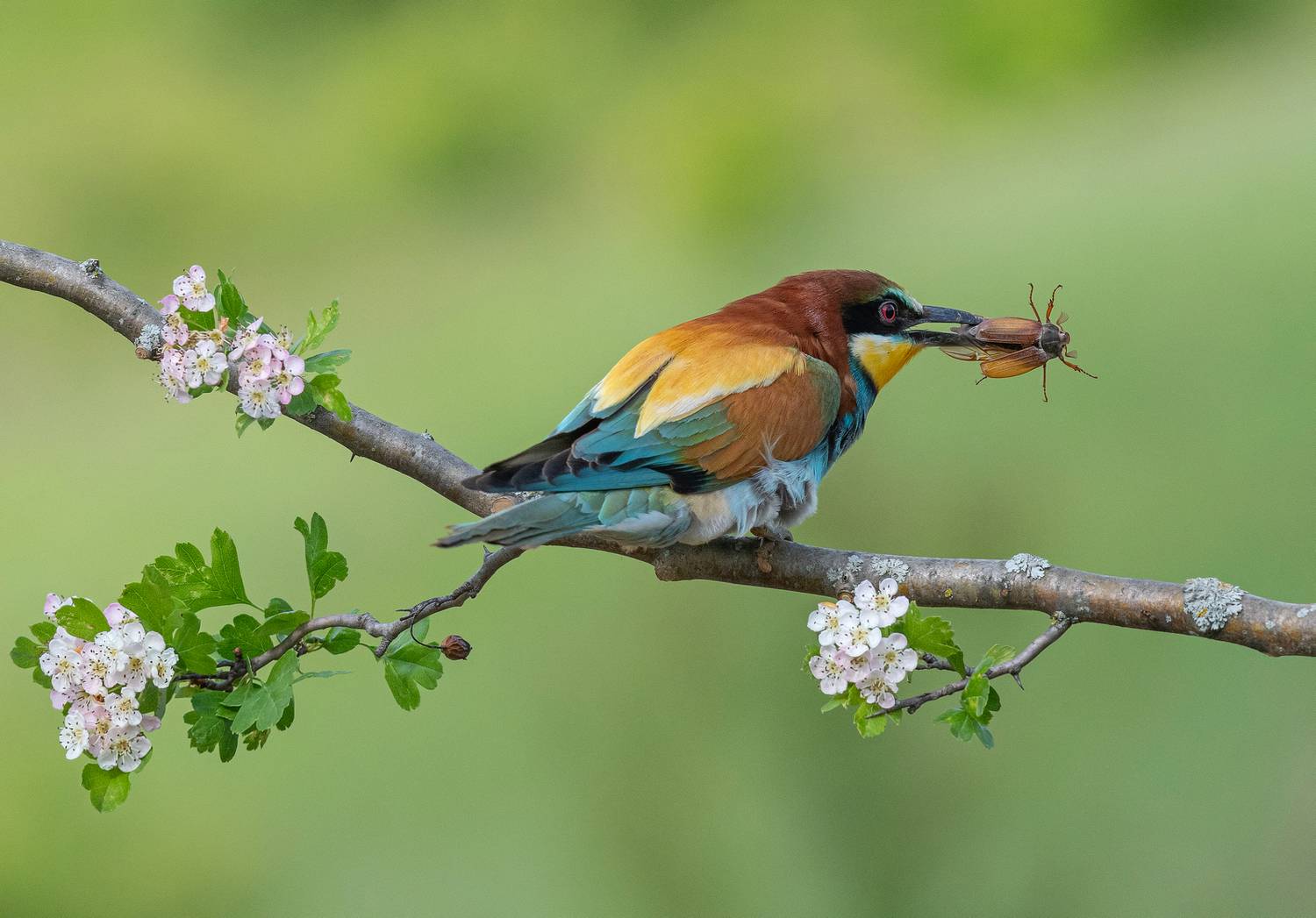 птицы, щурки, фотоохота, природа, весна, лето, Сигушин Руслан