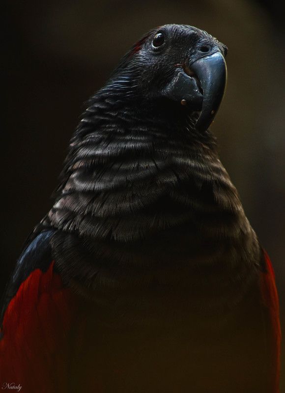 Орлиный попугай Дракула фото превью