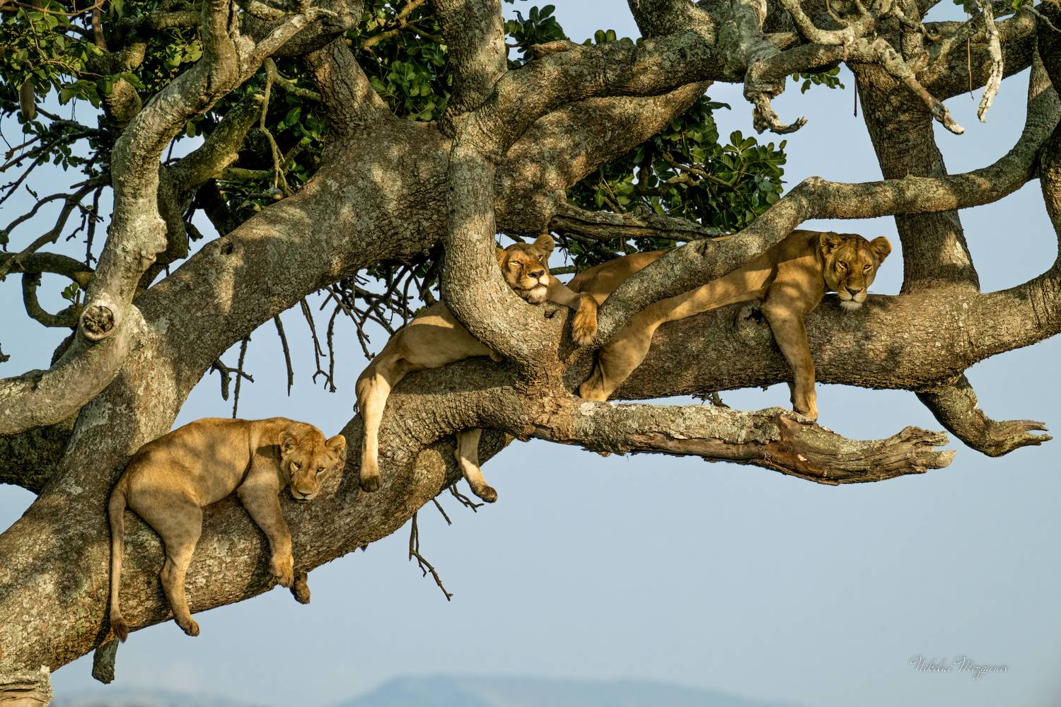 , Николай Мозгунов